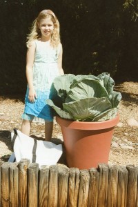 growing-cabbage-in-container Growing Cabbage in a Container